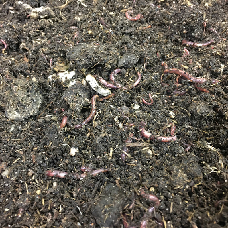 Inch by Inch Worm Castings photo 3
