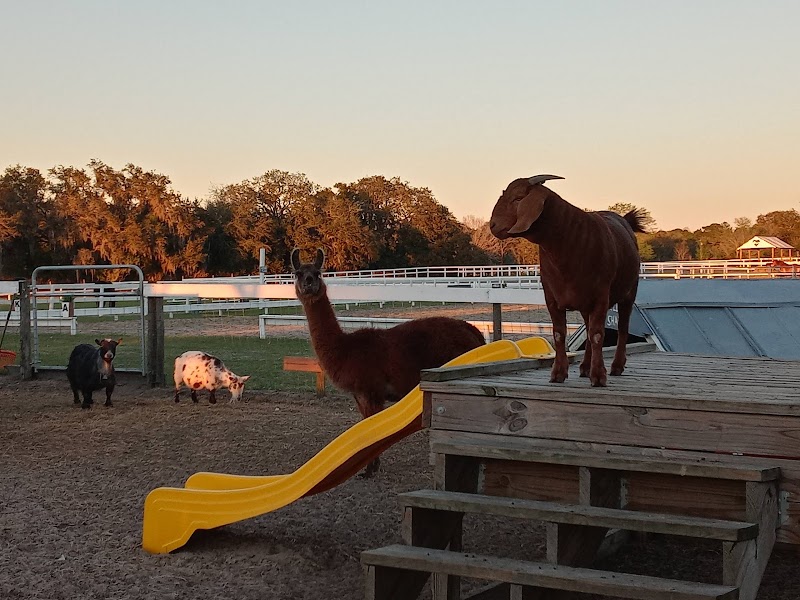 Kiddy Up Ranch photo 3