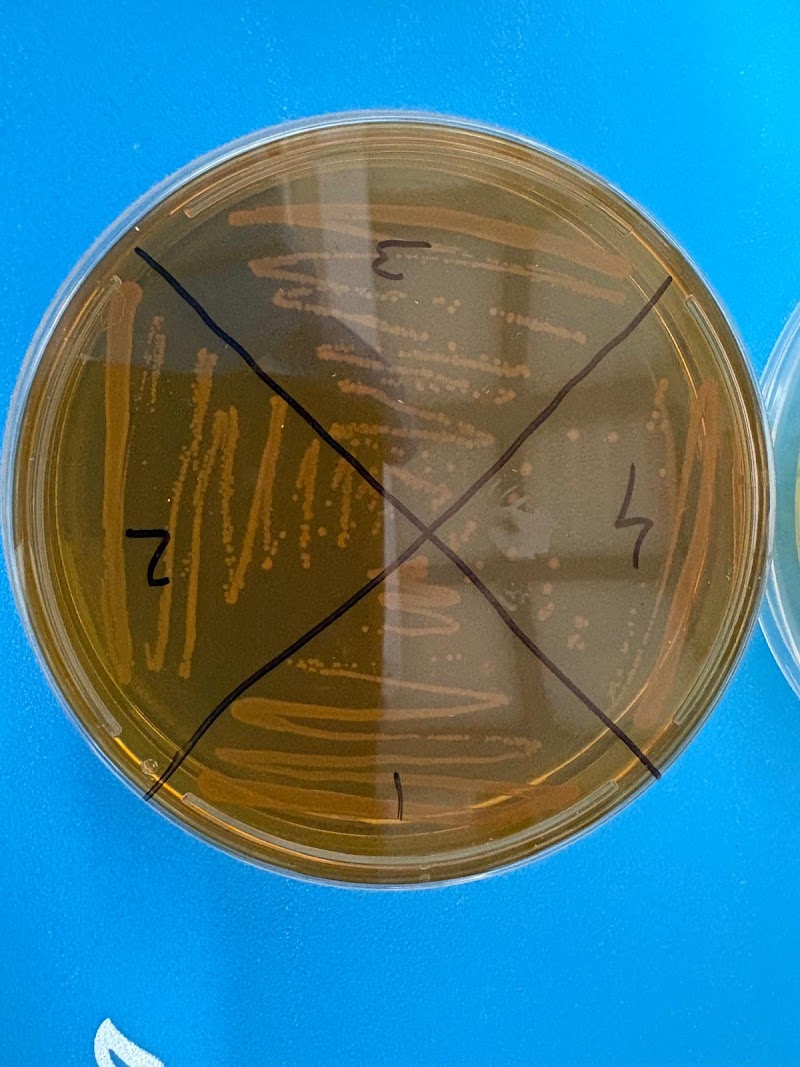 MusB Research photo 4