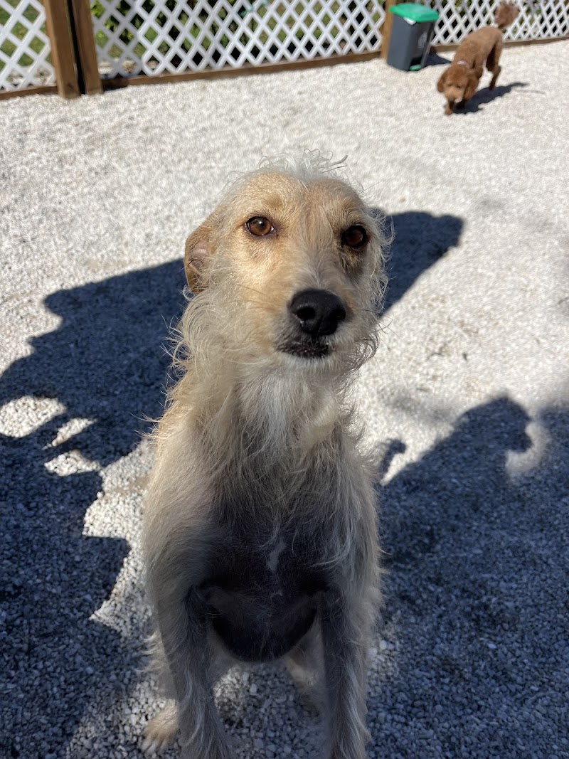 Photo of Pinellas Pups LLC