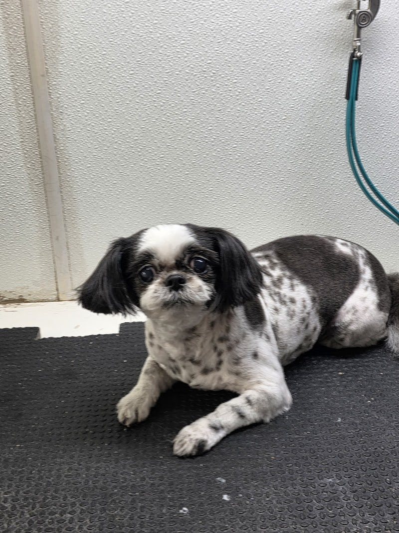 Punky and Purty Pets Mobile Grooming LLC photo 4