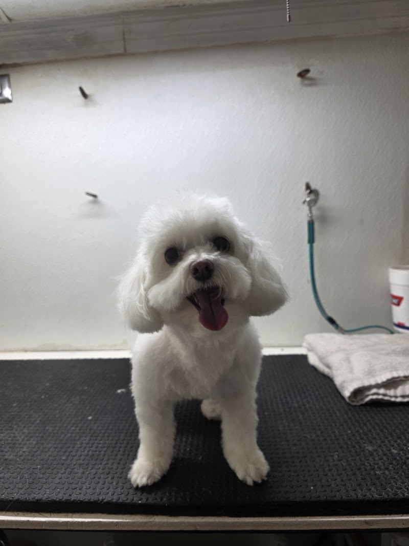 Punky and Purty Pets Mobile Grooming LLC photo 2