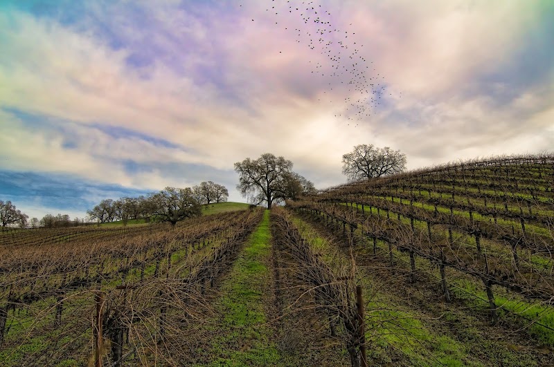 Napa Valley Vintners photo 3