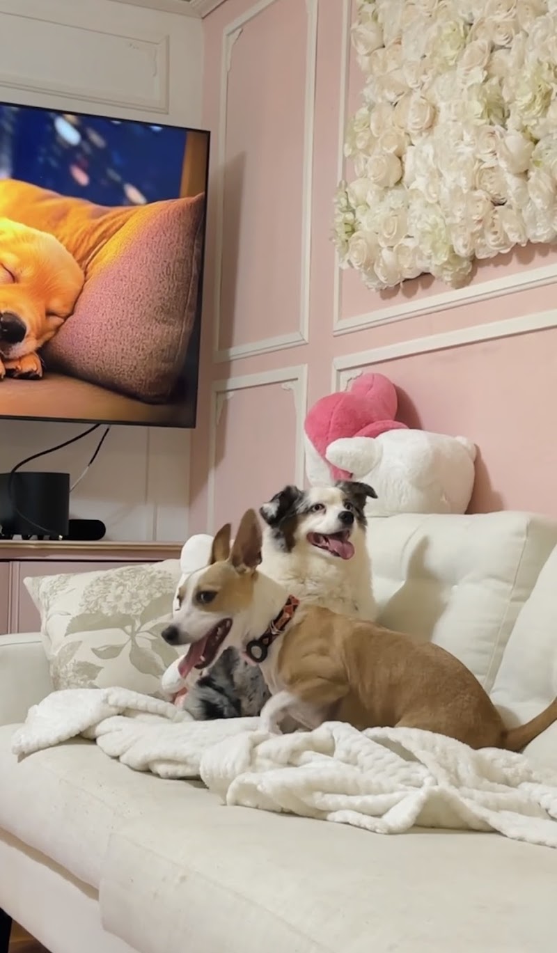 Photo of My Cutie Pawz Pet Daycare