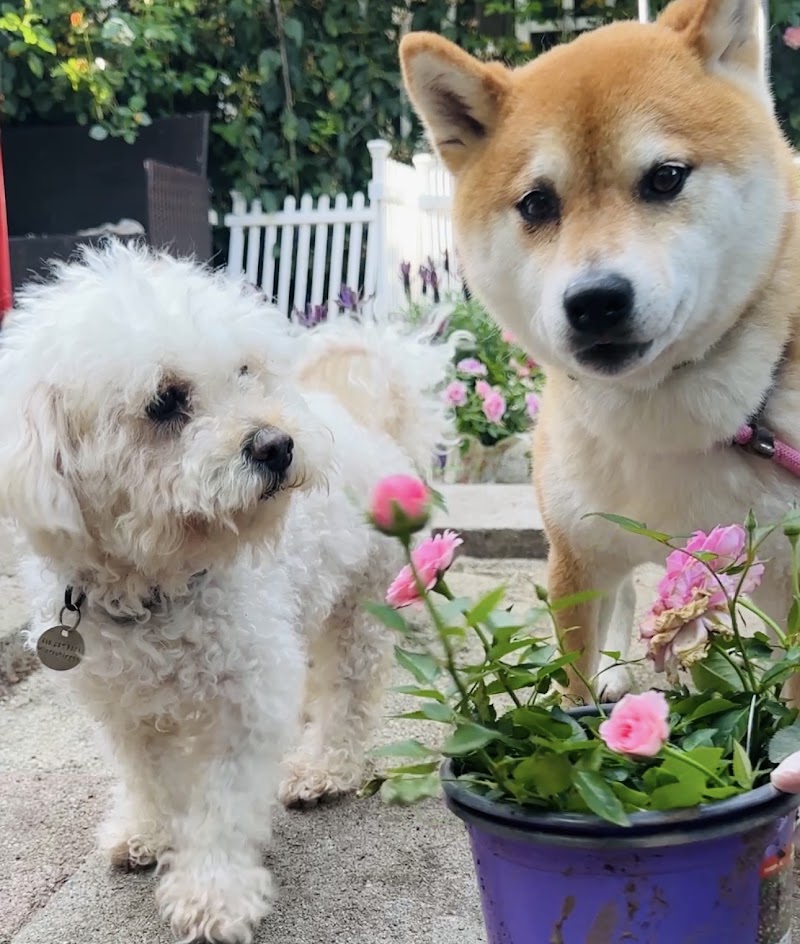 My Cutie Pawz Pet Daycare photo 2