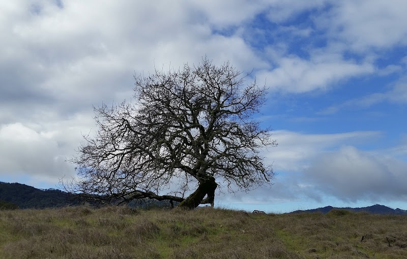 Flourish Medicine photo 5