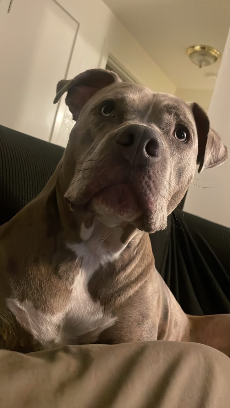 Gina's Clean & Cozy Petcare photo 4