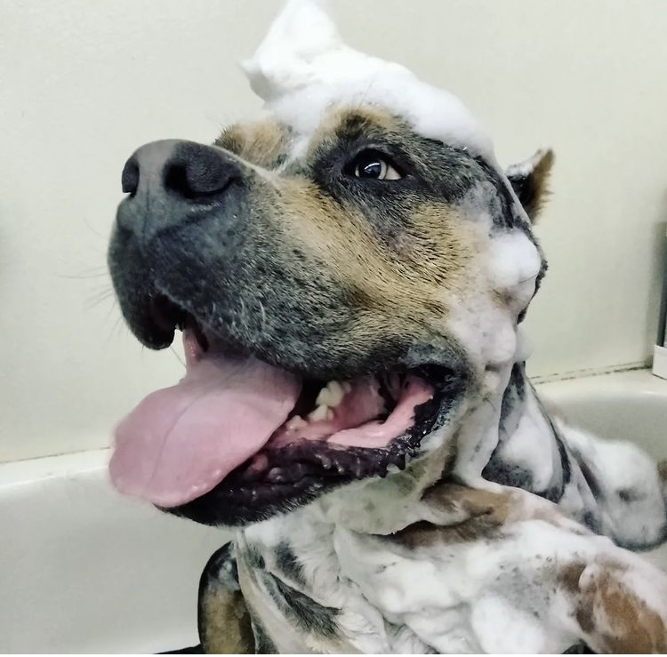 Gina's Clean & Cozy Petcare photo 3