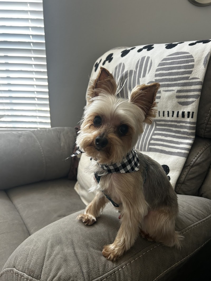 Woof Gang Bakery & Grooming Del Sol photo 4