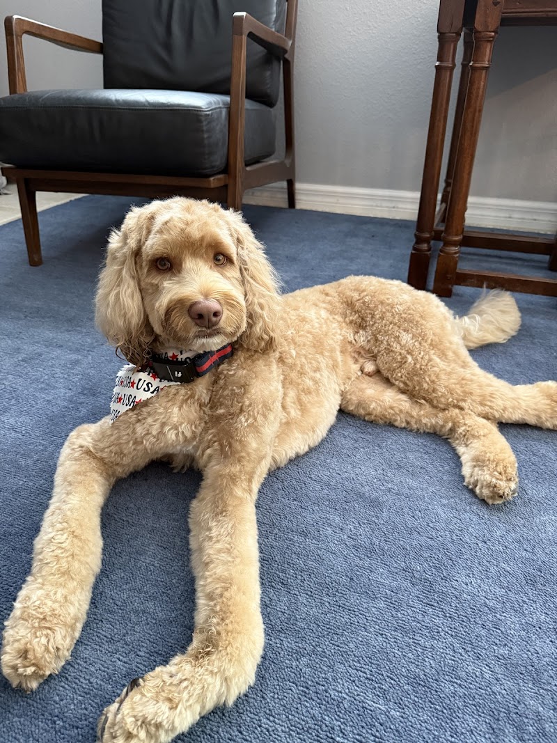Woof Gang Bakery & Grooming Del Sol photo 5