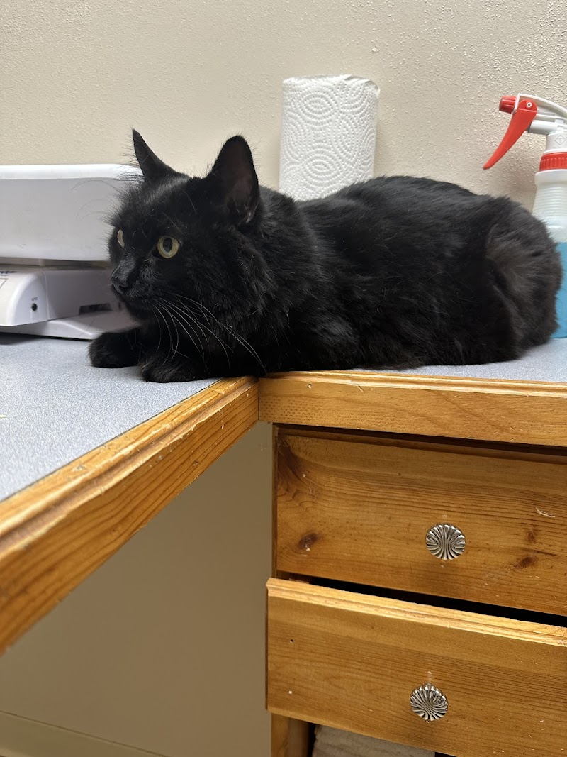 All Creatures Veterinary Services photo 4