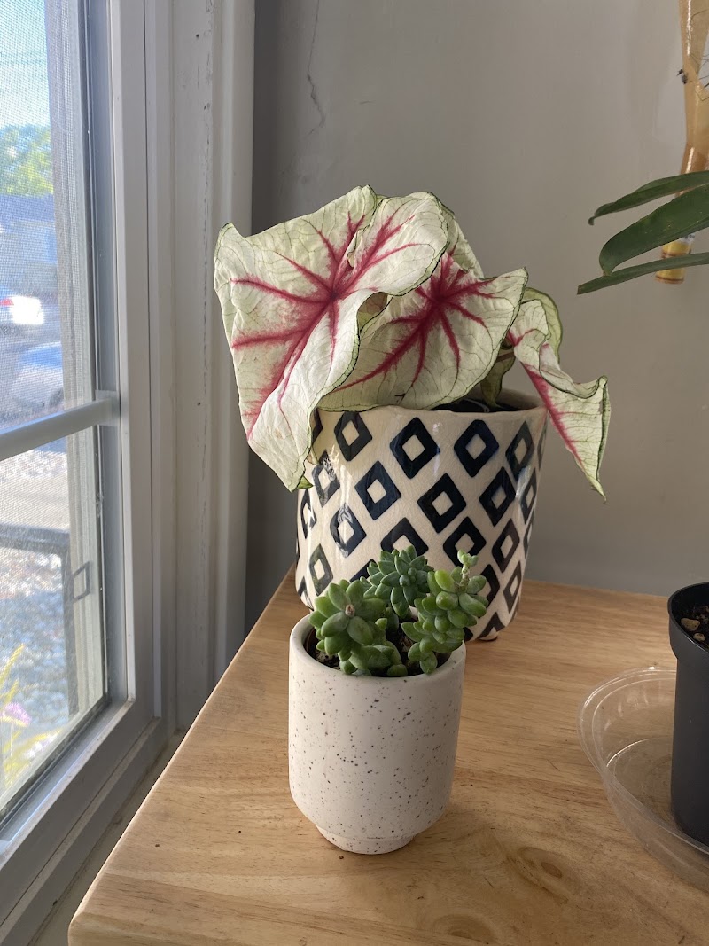 PLANT TERRA photo 5