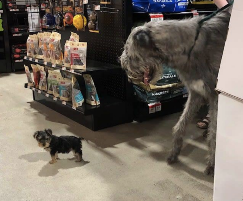 Pet Supplies Plus Baytowne photo 2
