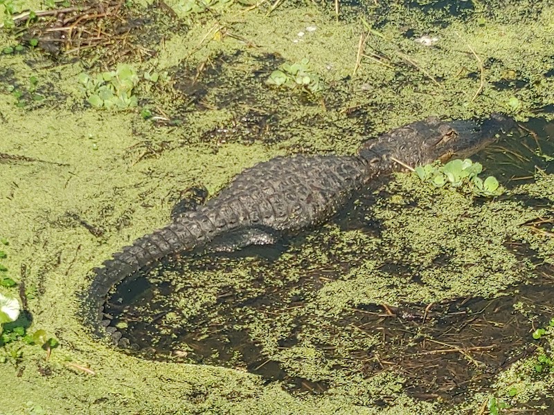 Medard Park Observation Boardwalk photo 2