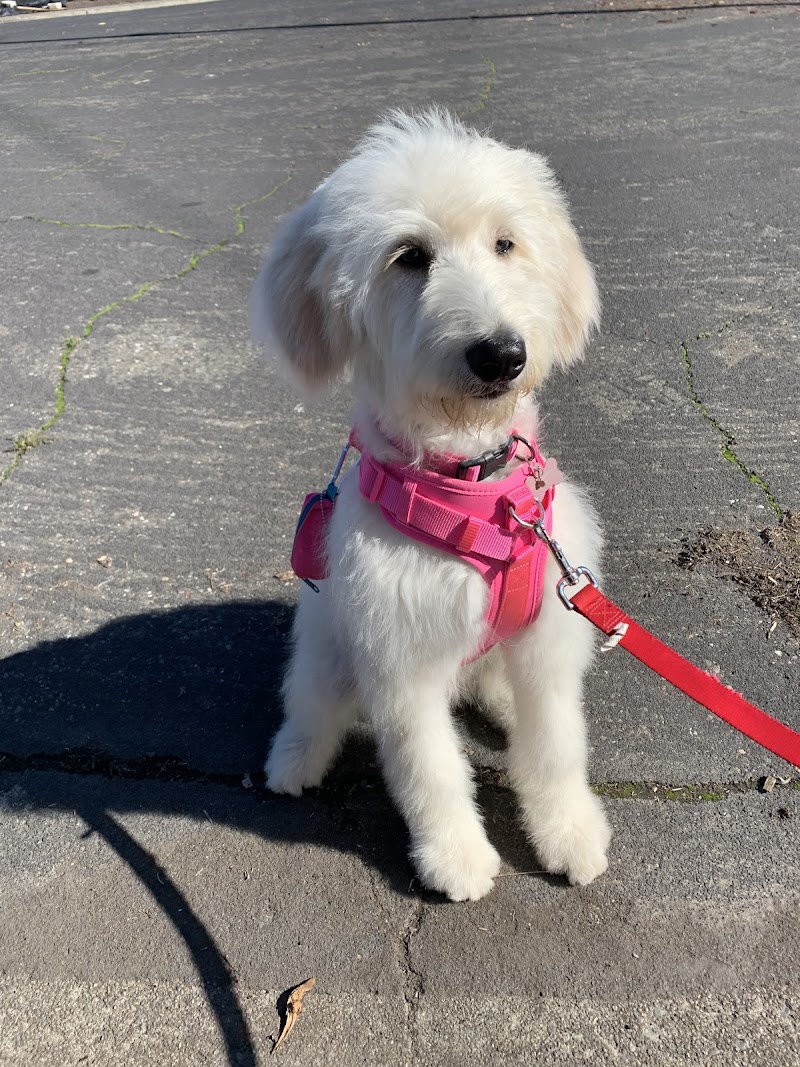 Photo of Cotati Dog Grooming