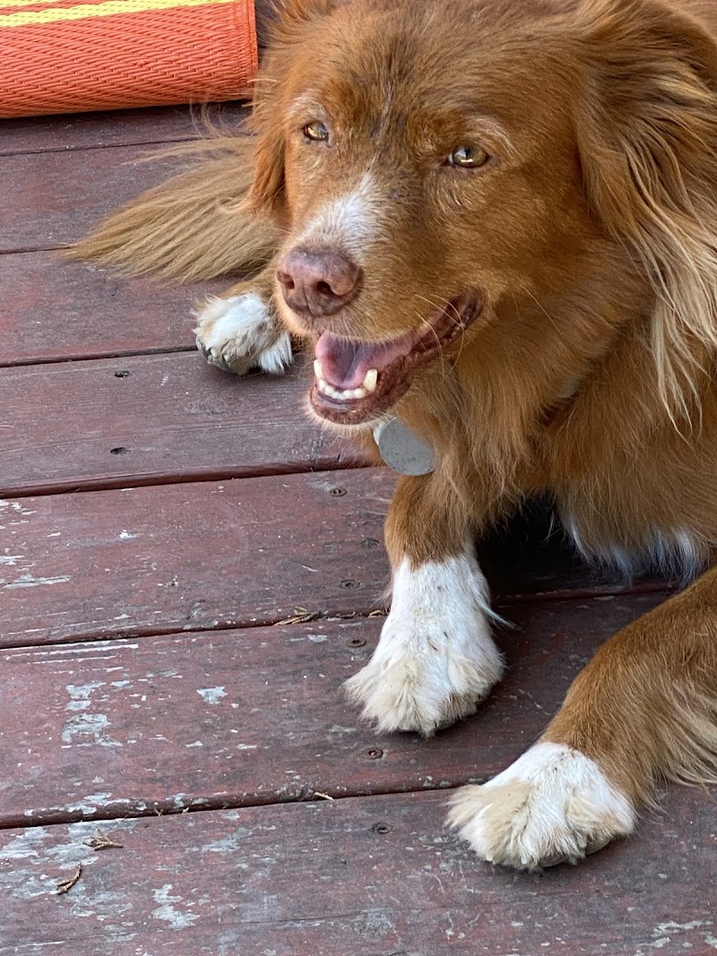 Cotati Dog Grooming photo 5