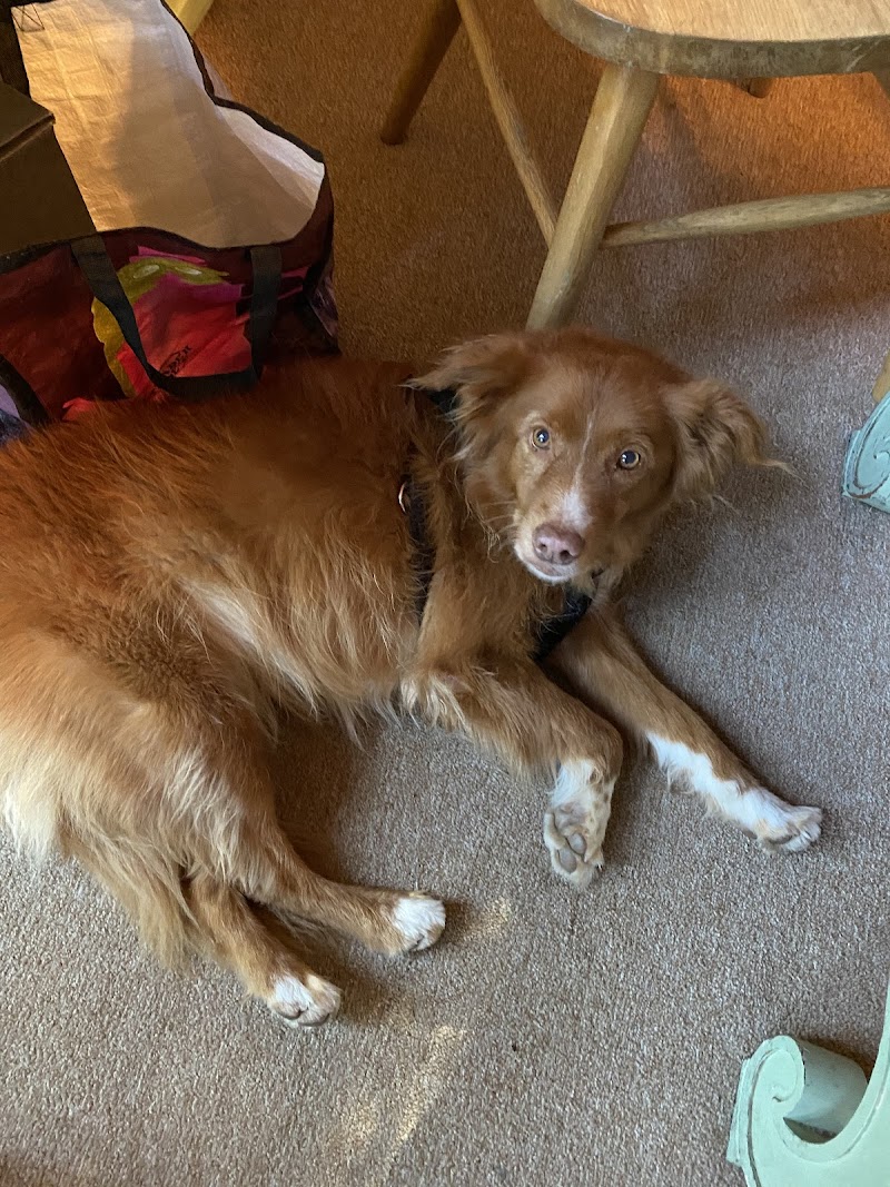 Cotati Dog Grooming photo 2