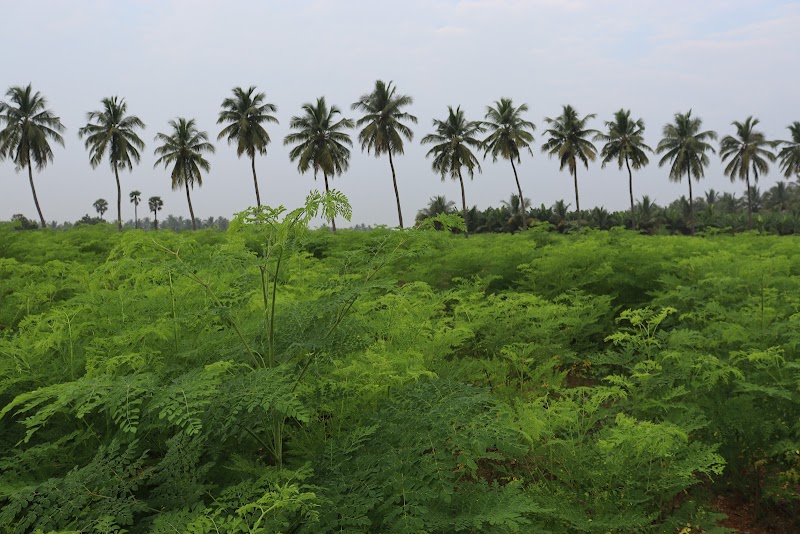 Nature Coast Moringa, LLC photo 3