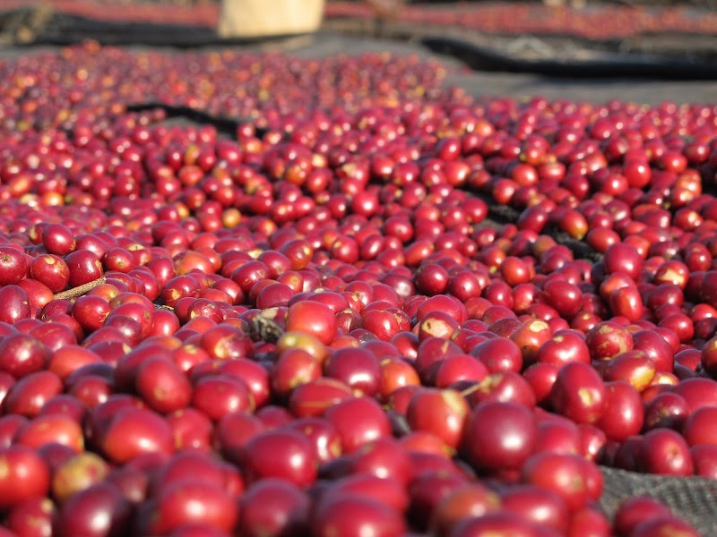 Photo of Olam Specialty Coffee