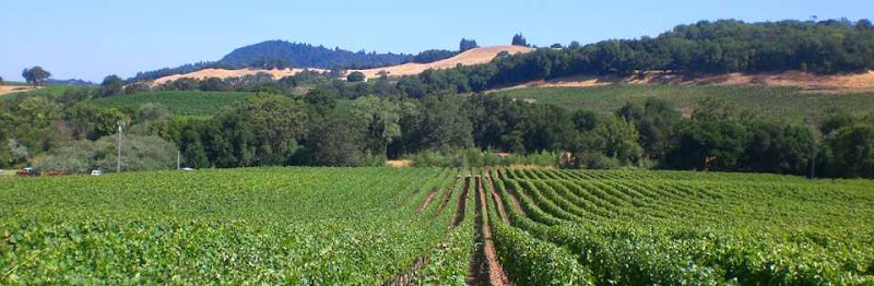 Photo of Viszlay Vineyards