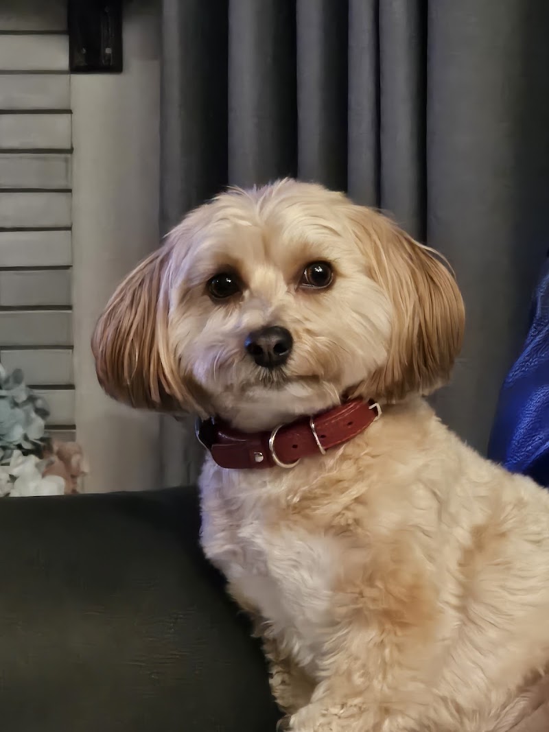 Bark and Bath Pet Grooming photo 5