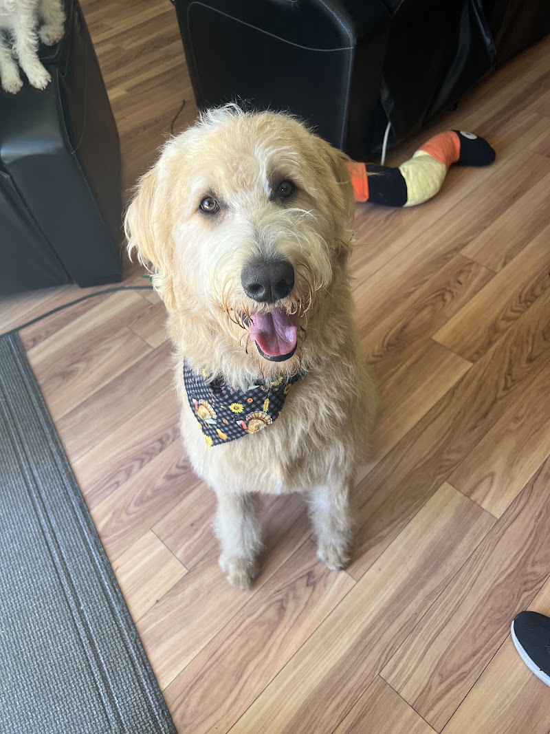 Bark and Bath Pet Grooming photo 4
