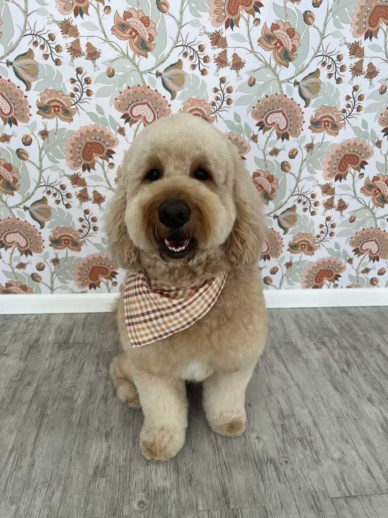 Bark and Bath Pet Grooming photo 3