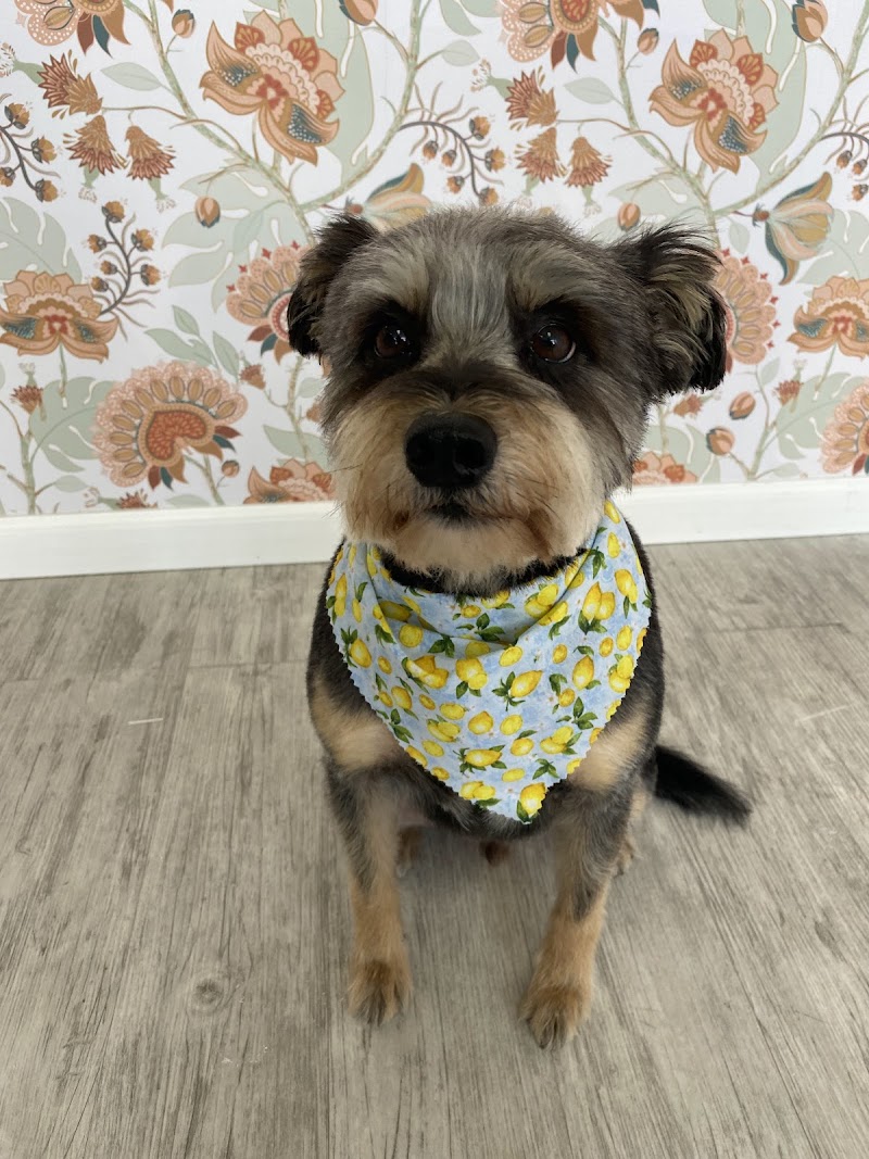 Photo of Bark and Bath Pet Grooming