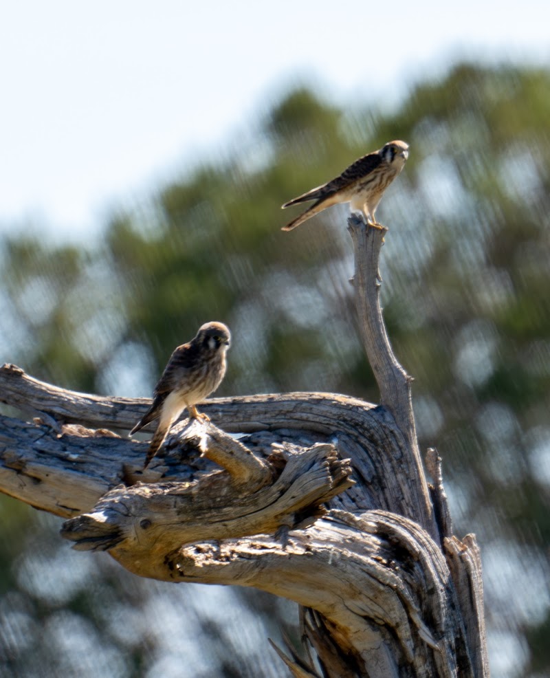 Allen Severson Memorial Wildlife Area photo 3