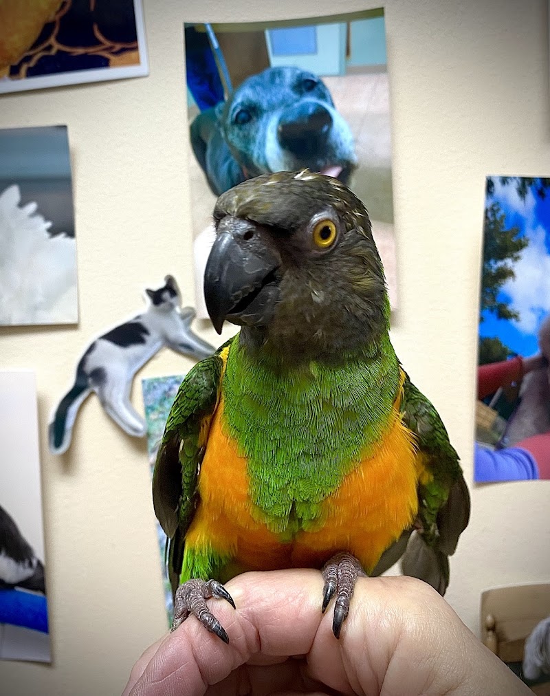 Animal and Bird Medical Center of Palm Harbor photo 2