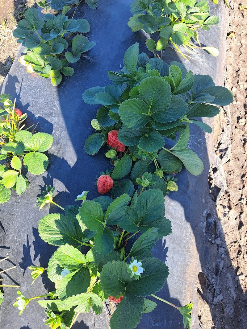 Hinton Farms photo 3