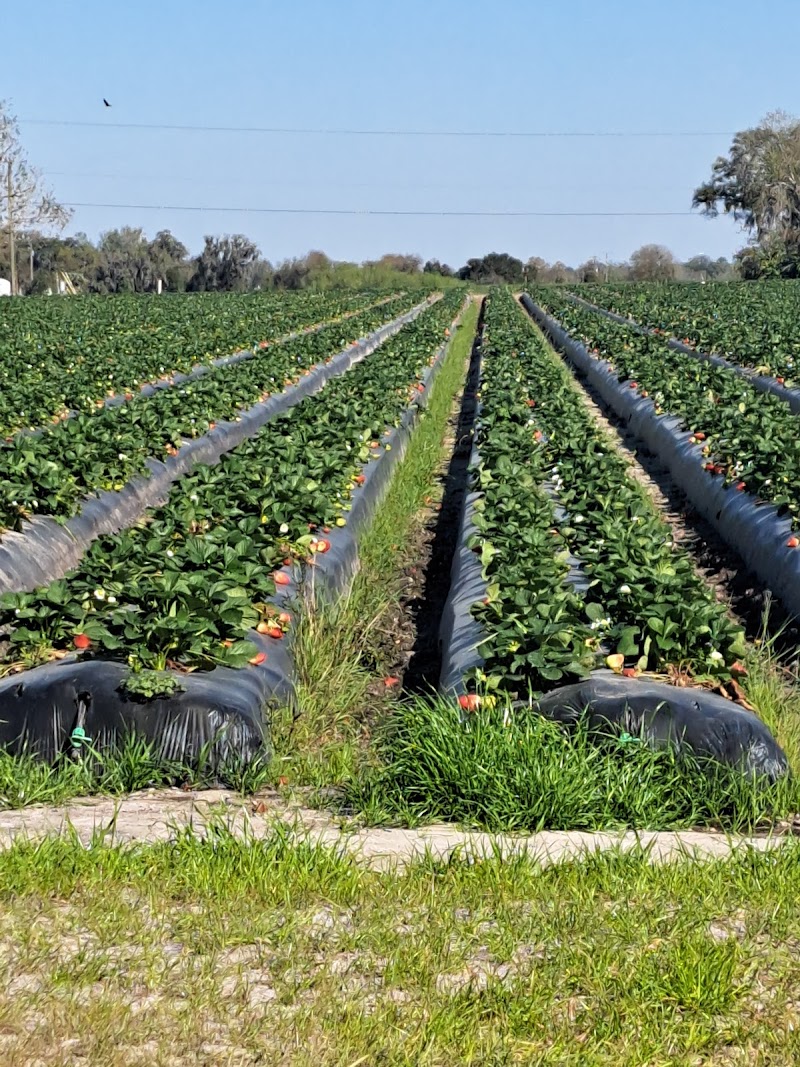 Hinton Farms photo 5