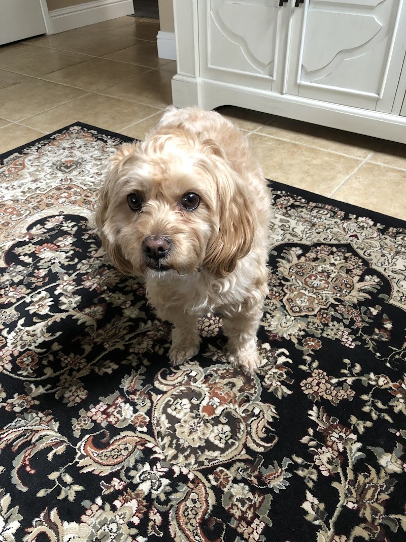 Photo of Long Amy DVM