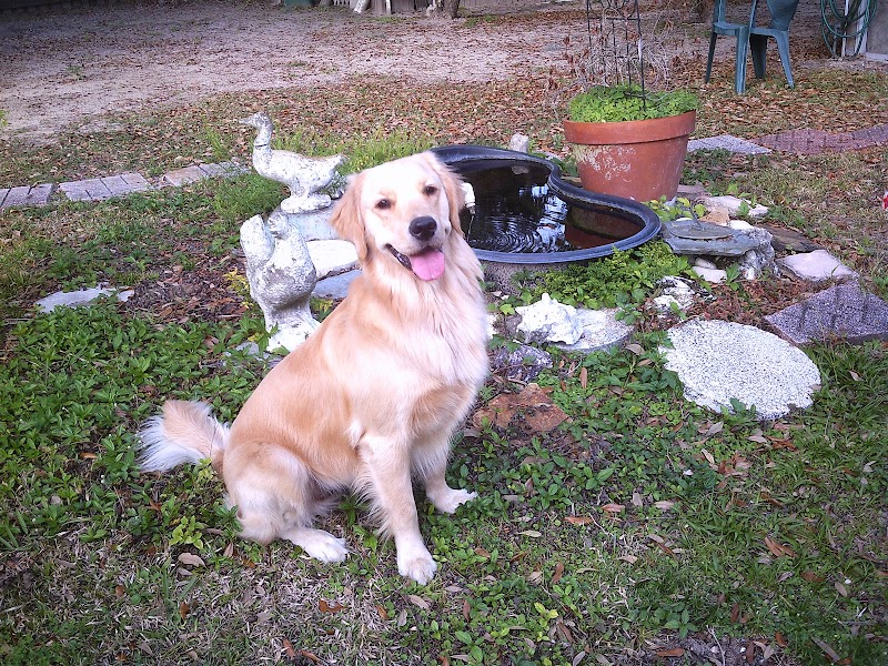 Part of the Family Kennels photo 3