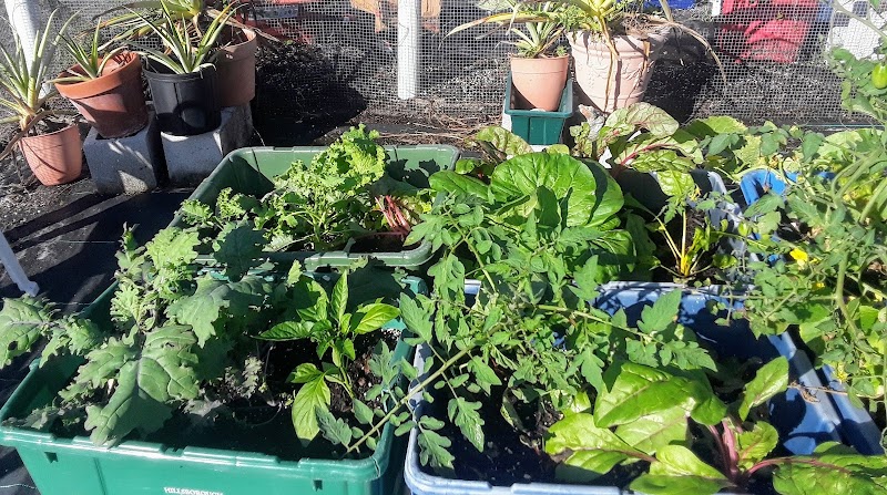 Kings Point Community Garden photo 4