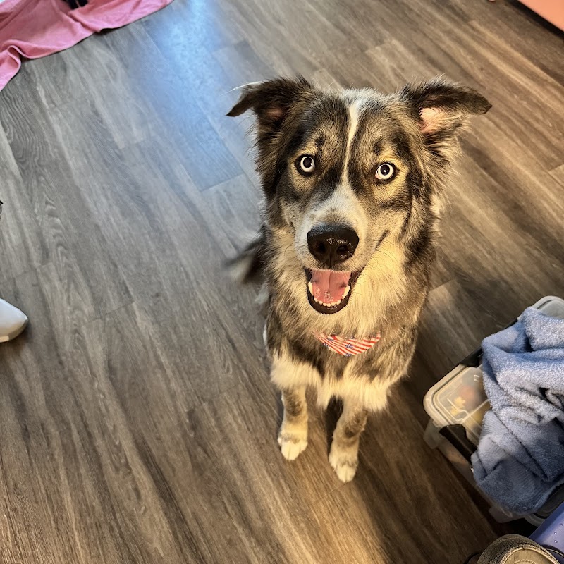 Pawsitive Karma photo 5