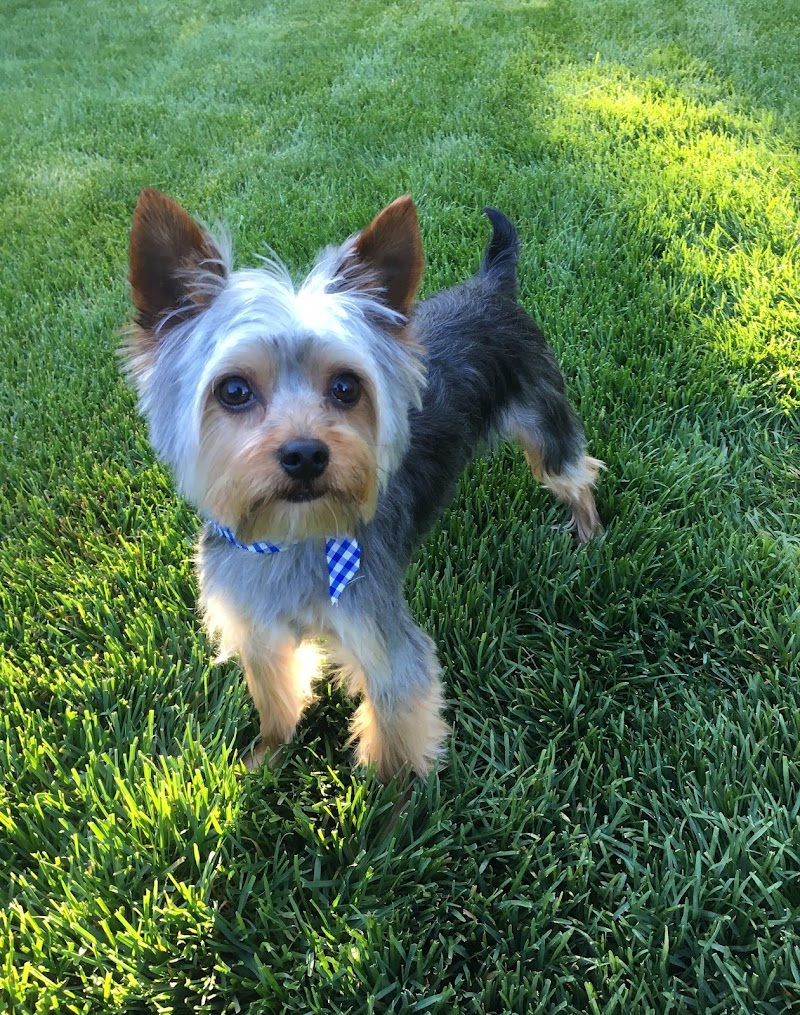 Tidy Tails Grooming photo 5