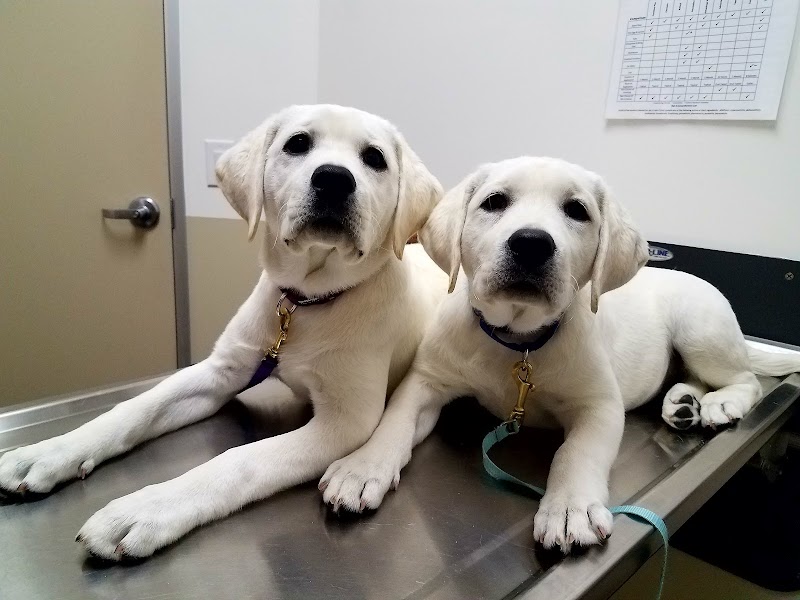Four Paws Veterinary Center photo 2