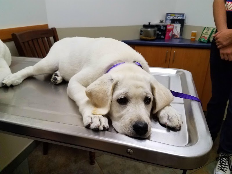Four Paws Veterinary Center photo 3