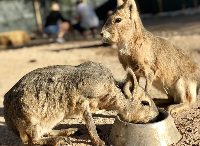 Ghost Ranch Exotics photo 4