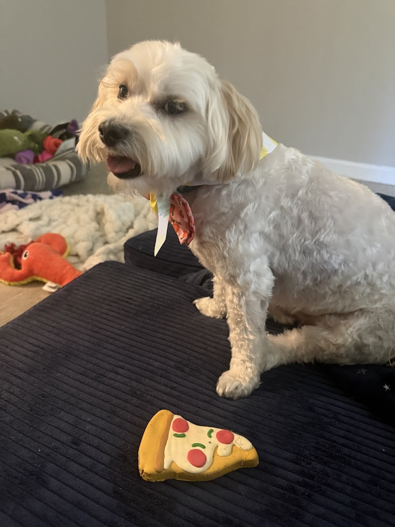 Woof Gang Bakery & Grooming Evergreen photo 5