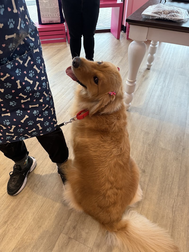 Woof Gang Bakery & Grooming Evergreen photo 2
