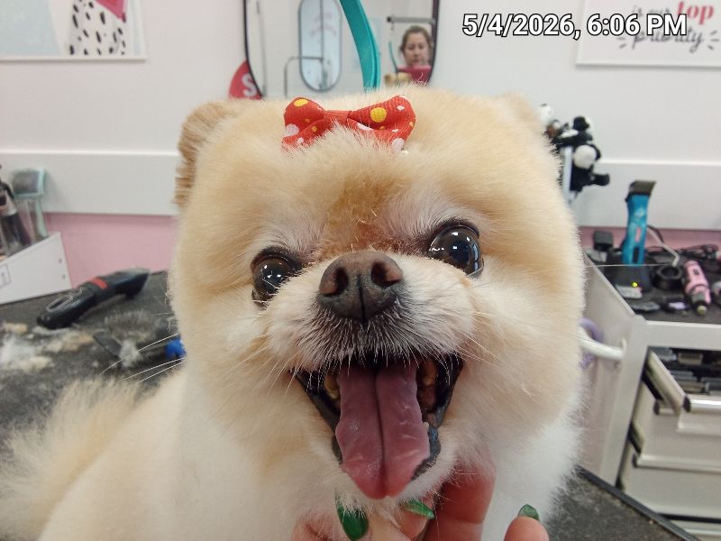Woof Gang Bakery & Grooming Evergreen photo 4
