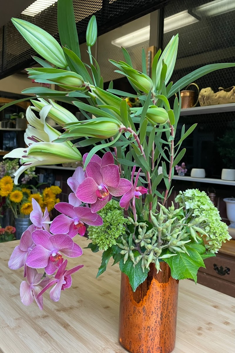 Tulipan Floral photo 3
