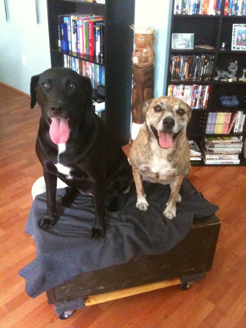 Timberlane Pet Hospital & Resort photo 4