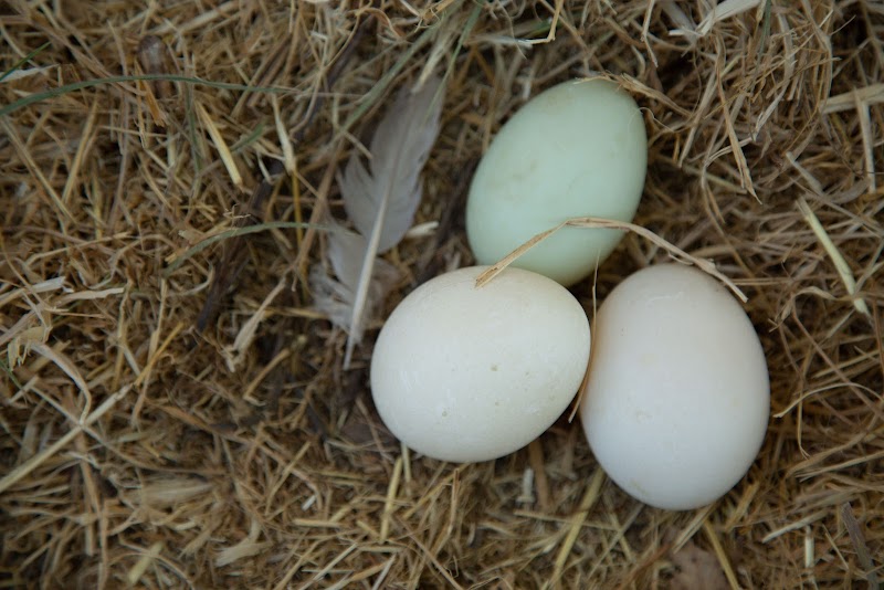 Fox Sparrow Farm photo 2