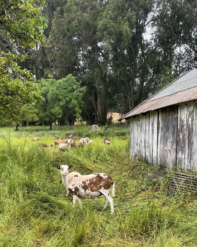 Fox Sparrow Farm photo 3