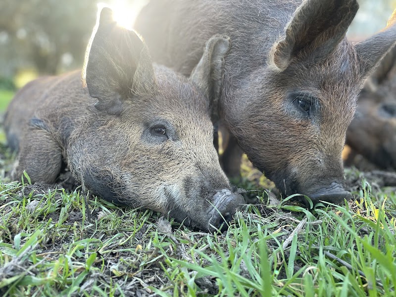 Photo of Fox Sparrow Farm