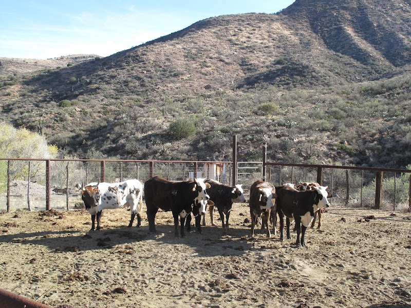 Photo of Aravaipa Land Cattle and Consulting