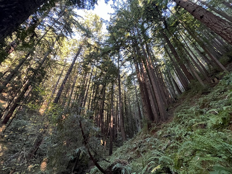 Purisima Creek Redwoods Open Space Preserve photo 2
